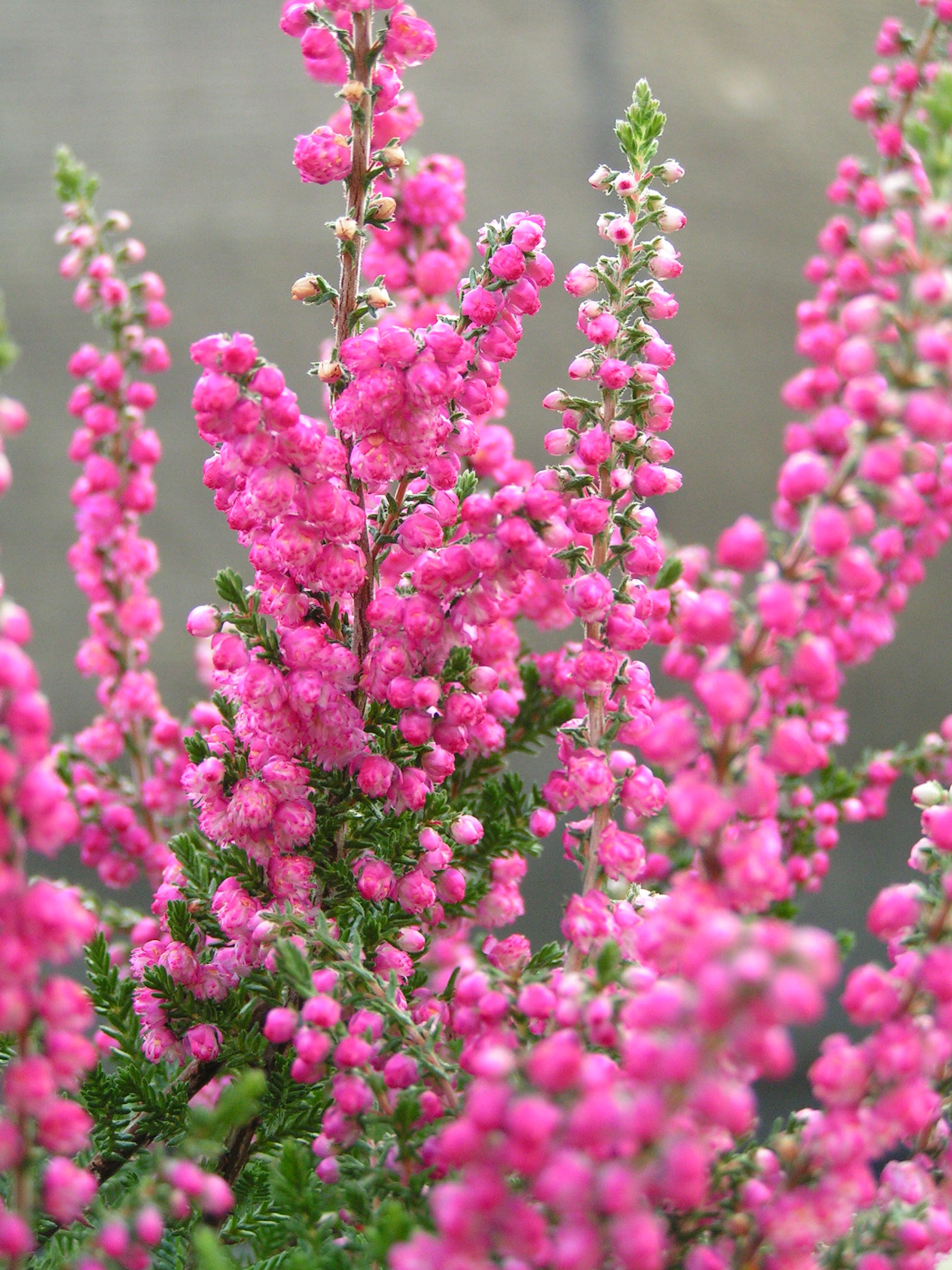 Calluna Vulgaris The Heather Garden Calluna Vulgaris The Heather Garden